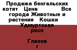 Продажа бенгальских котят › Цена ­ 20 000 - Все города Животные и растения » Кошки   . Удмуртская респ.,Глазов г.